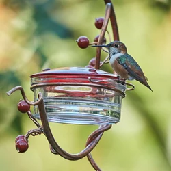 Recensioni Di Mangiatoie Per Uccelli Colibr